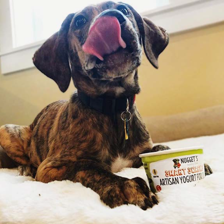 dog enjoying nugget's artisan yogurt